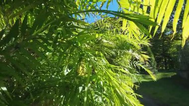 Mavi gökyüzüne karşı yeşil dallar ve palmiye yaprakları.