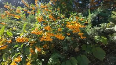 Parlak sarı-turuncu dut kümeleri yemyeşil bir pirakanta çalısı üzerinde yetişir..