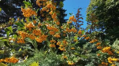 Parlak sarı-turuncu dut kümeleri açık mavi gökyüzünün altında yemyeşil bir pirakanta çalısı üzerinde yetişir..