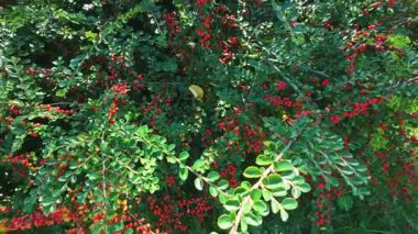 Cotoneaster çalılığının dalları ve kırmızı meyveleri.