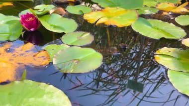 Narin pembe bir nilüfer, geniş yeşil nilüferler arasında zarif bir şekilde çiçek açar..