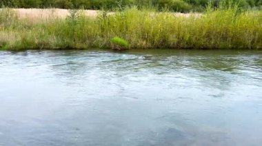 Karpatlar 'da bir dağ nehri Bulutlu bir sonbahar akşamında güçlü bir akıntıyla.