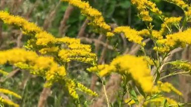 Kanadalı küçük sarı çiçekli kökler yaz çayırlarında rüzgarda sallanıyor. Bir arı çiçeklerden polen toplar.