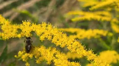 Kanadalı küçük sarı çiçekli kökler yaz çayırlarında rüzgarda sallanıyor. Bir arı çiçeklerden polen toplar.