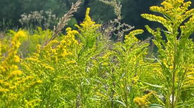 Solidago canadensis, Asteraceae familyasından bir bitki türü..
