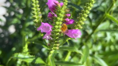 Bumblebees Physostegia virginiana 'nın leylak çiçeklerinden ya da itaatkar bitkilerden nektar toplar..