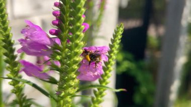 Bumblebees Physostegia virginiana 'nın leylak çiçeklerinden ya da itaatkar bitkilerden nektar toplar..