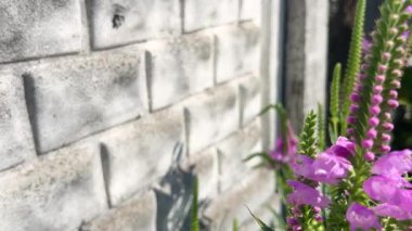 Bumblebees Physostegia virginiana 'nın leylak çiçeklerinden ya da itaatkar bitkilerden nektar toplar..