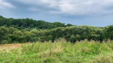 Ormanda ve tarlada yeşil çimenli bulutlar.