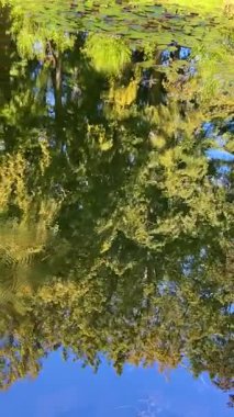 Su zambakları (nymphaea) bir göletin yüzeyinde yüzer, etrafındaki ağaçları ve gökyüzünü yansıtır. Dikey video.