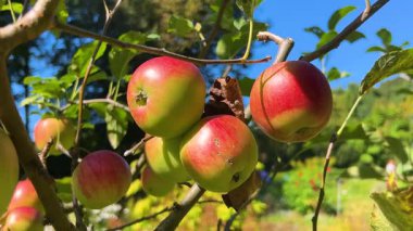 Bahçedeki bir elma ağacının dallarında elmalar.