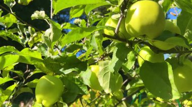 Bahçedeki bir elma ağacının dallarında elmalar.