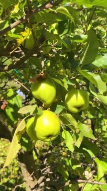 Bahçedeki bir elma ağacının dallarında elmalar. Dikey video.