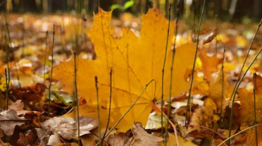 Sarı akçaağaç yaprakları sonbahar parkında arka planda güneş ışığı altında..