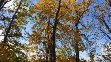 Sarı akçaağaç yaprakları güneşli bir sonbahar gününde ağaç dallarında.