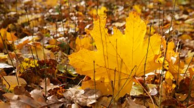 Sarı akçaağaç yaprakları sonbahar parkında arka planda güneş ışığı altında..
