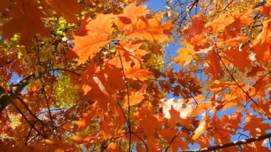 Parlak turuncu sonbahar yaprakları güneşli bir sonbahar gününde Kanadalı bir meşenin dallarında.