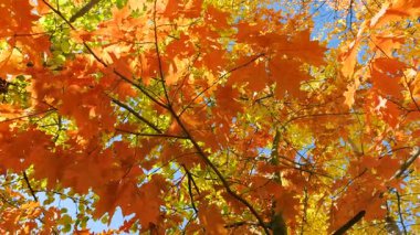 Parlak turuncu sonbahar yaprakları güneşli bir sonbahar gününde Kanadalı bir meşenin dallarında.