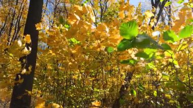 Sarı akçaağaç yaprakları güneşli bir sonbahar gününde ağaç dallarında.