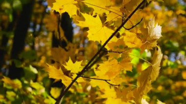 Sarı akçaağaç yaprakları güneşli bir sonbahar gününde ağaç dallarında.