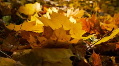 Sarı akçaağaç yaprakları sonbahar parkında arka planda güneş ışığı altında..