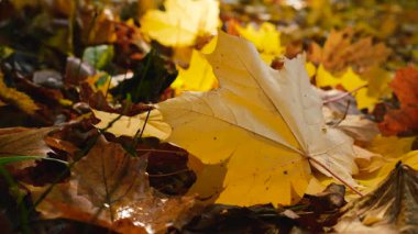 Sarı akçaağaç yaprakları sonbahar parkında arka planda güneş ışığı altında..