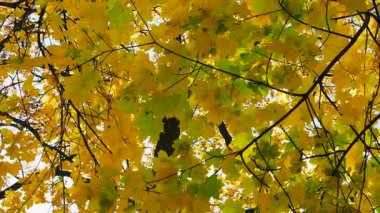 Sarı akçaağaç yaprakları güneşli bir sonbahar gününde ağaç dallarında.