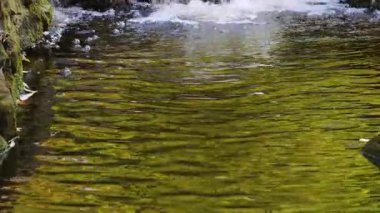 Göletin yüzeyi dalgalanır, sarı sonbahar ağaçlarını ve suyun üzerinde yüzen yaprakları yansıtır..