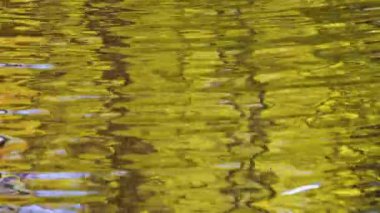 Dalgalanmalar ve süzülen sarı sonbahar yapraklarıyla bir göletin yüzeyi..