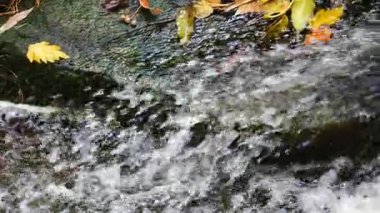 Dereden akan bir su akçaağaç yapraklarının döküldüğü bir kayanın üzerine dökülür ve akarsuya su sıçrar..