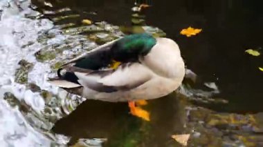 Sarı sonbahar yaprakları arasında bir gölette yaban ördeği (Anas platyrhynchos).