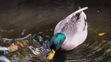 Bir yaban ördeği (Anas platyrhynchos) sarı sonbahar yaprakları arasında bir gölette yüzer..