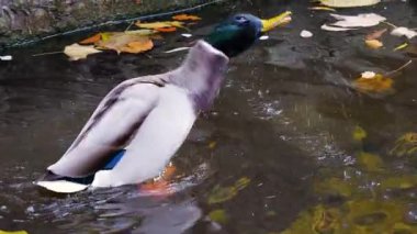 Bir yaban ördeği (Anas platyrhynchos) sarı sonbahar yaprakları arasında bir gölette yüzer..