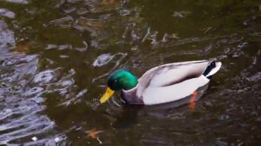Bir yaban ördeği (Anas platyrhynchos) sarı sonbahar yaprakları arasında bir gölette yüzer..