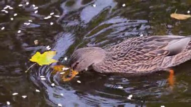 Dişi bir yaban ördeği (Anas platyrhynchos) sarı sonbahar yaprakları arasında bir gölette yüzer..