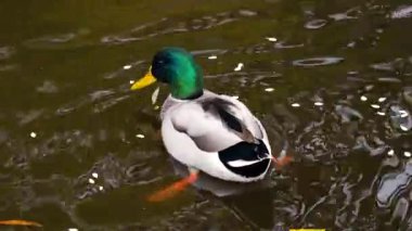 Bir yaban ördeği (Anas platyrhynchos) sarı sonbahar yaprakları arasında bir gölette yüzer..