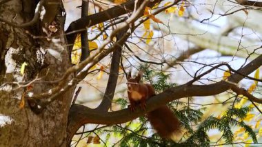 Kırmızı bir sincap bir sonbahar ağacının dalında oturur..