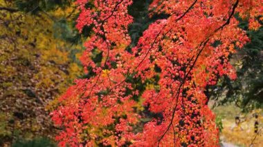 Acer Palmatum 'un parlak kırmızı yaprakları veya Japon akçaağacı bir sonbahar parkında ağaçların arka planına karşı.