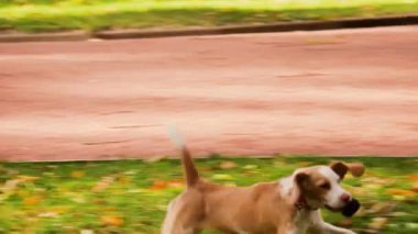 Bir av köpeği sonbahar parkında çimenlerin ve yaprakların arasında koşar..