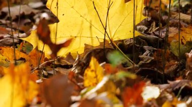 Sarı akçaağaç yaprakları sonbahar parkında arka planda güneş ışığı altında..