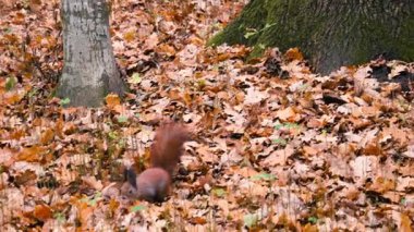 Kızıl bir sincap sonbahar parkında çimenlerin ve düşen yaprakların arasında zıplar..