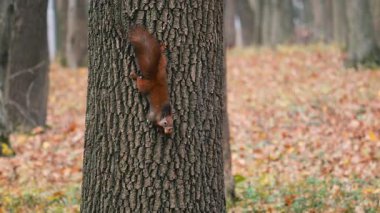 Bir sincap, bir sonbahar parkında dişinde fındıkla dikey bir ağaç gövdesinin üzerinde duruyordu..
