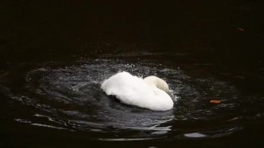 Beyaz kuğu göletin sularında banyo yapar, yıkar ve kanatlarını ve tüylerini temizler. Yavaş çekim.