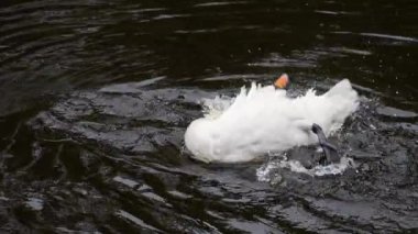 Beyaz kuğu göletin sularında banyo yapar, yıkar ve kanatlarını ve tüylerini temizler. Yavaş çekim.