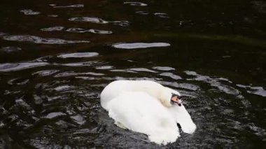 Beyaz kuğu göletin sularında banyo yapar, yıkar ve kanatlarını ve tüylerini temizler. Yavaş çekim.