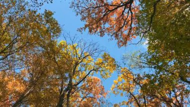 Uzun boylu, sarı, turuncu ve yeşil yapraklı ağaçlar mavi gökyüzüne karşı alçak bir açıdan çekim yapıyorlar. Etkisi çok derin: Sonbahar ormanlarına taşınıyorsunuz..