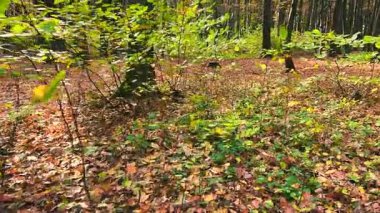 Sonbaharda yaprak döken bir ormanda yürüyorum..