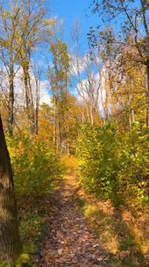 Yapraklarla kaplı bir patika boyunca sonbaharda yaprak döken bir ormandaki yoğun çalılıklarda yürümek. Dikey video.