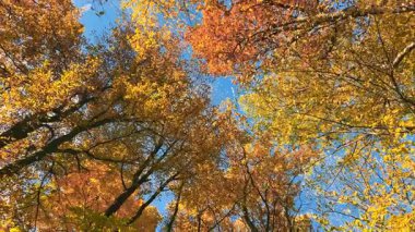 Uzun boylu, sarı yapraklı ağaçlar mavi gökyüzüne doğru alçak bir açıdan çekim yapıyorlar. Etkisi çok derin: Sonbahar ormanlarına taşınıyorsunuz..