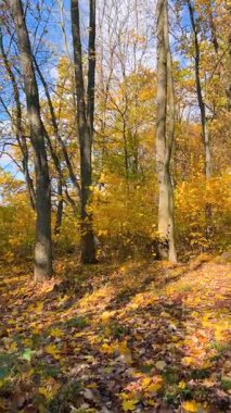 Yapraklarla kaplı bir patika boyunca sonbaharda yaprak döken bir ormandaki yoğun çalılıklarda yürümek. Dikey video.